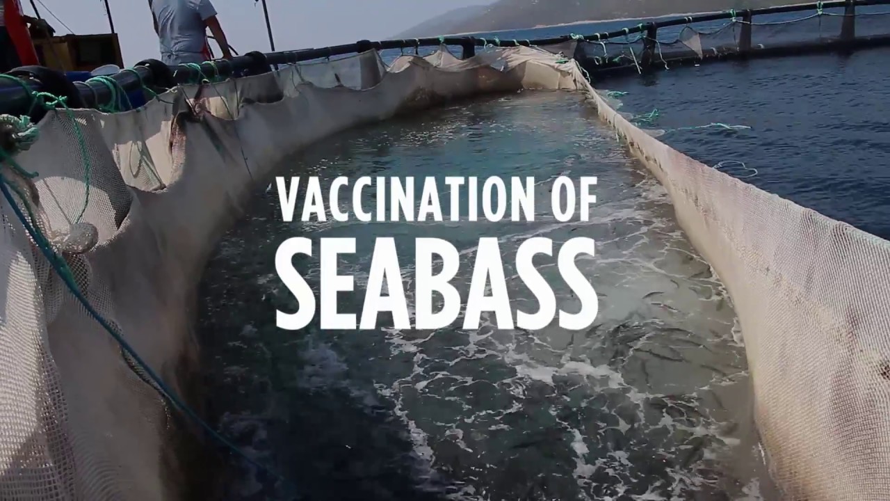 PHARMAQ vaccination of Seabass
