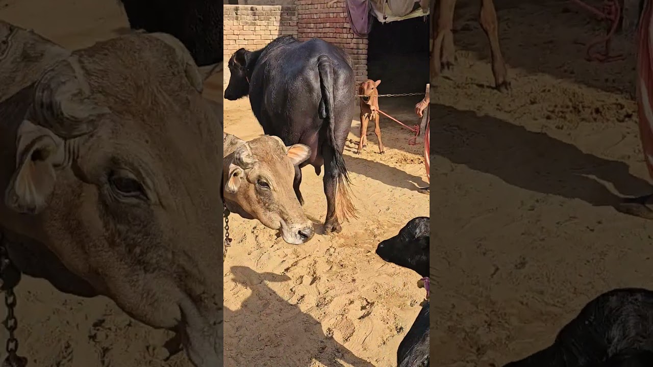 Buffalo Bahas  Sale k liyea h Ji  dujan Jhoti h 1st time m 12.500kg record  #haryanaNasalBahas