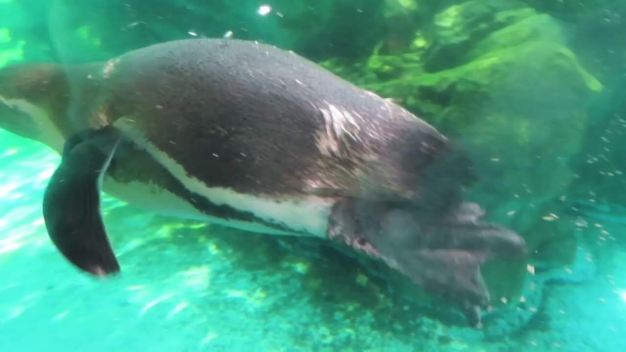 【よこはまズーラシア】　かわいい動物たち