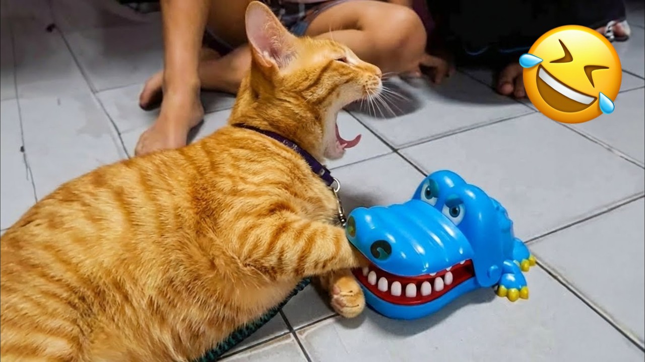 Ríete hasta llorar con estos animales divertidos 😆