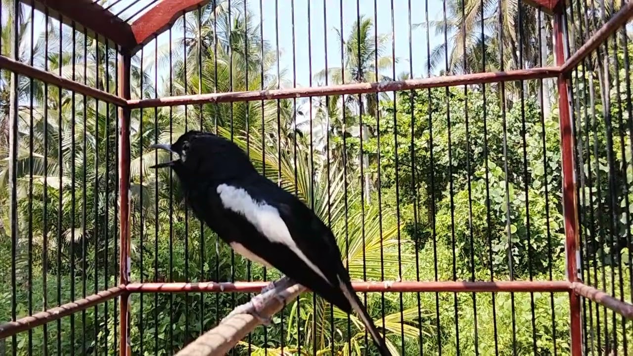 100 ampuh Emosi Kacer gacor bikin emosi Kacer bisu !!!