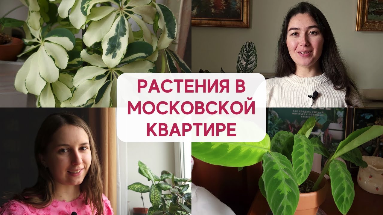 В гостях у Полины / ОБЗОР коллекции РАСТЕНИЙ
