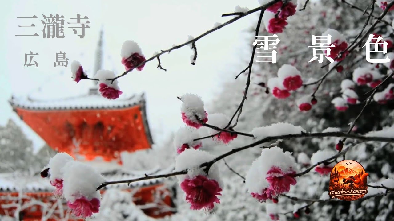 広島【三瀧寺】の雪景色 深山幽谷の雪化粧⛄（2026.2.8）　