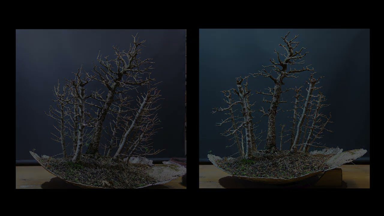 Winter pruning Larch Bonsai Forest (how to maintain, including a timelapse)