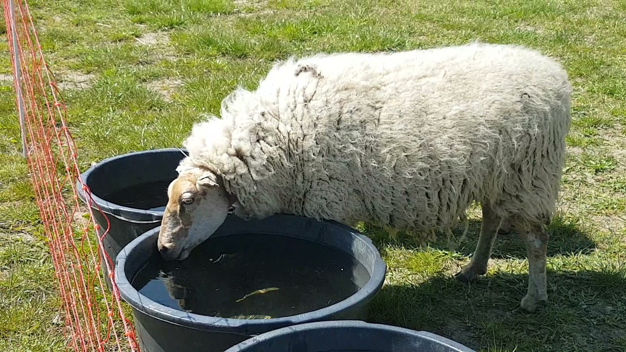 Een ziek lammetje.