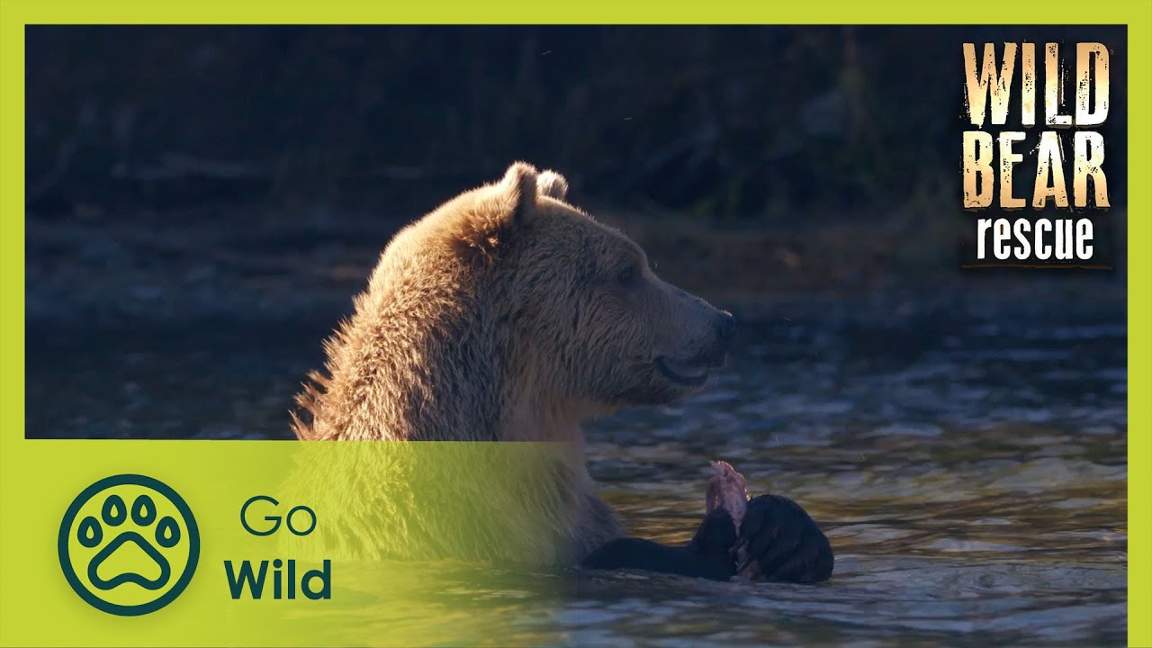 Grizzlies! | Wild Bear Rescue S01E11 | Go Wild