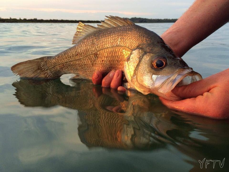 LARGEMOUTH ESTUARY PERCH - YouFishTV