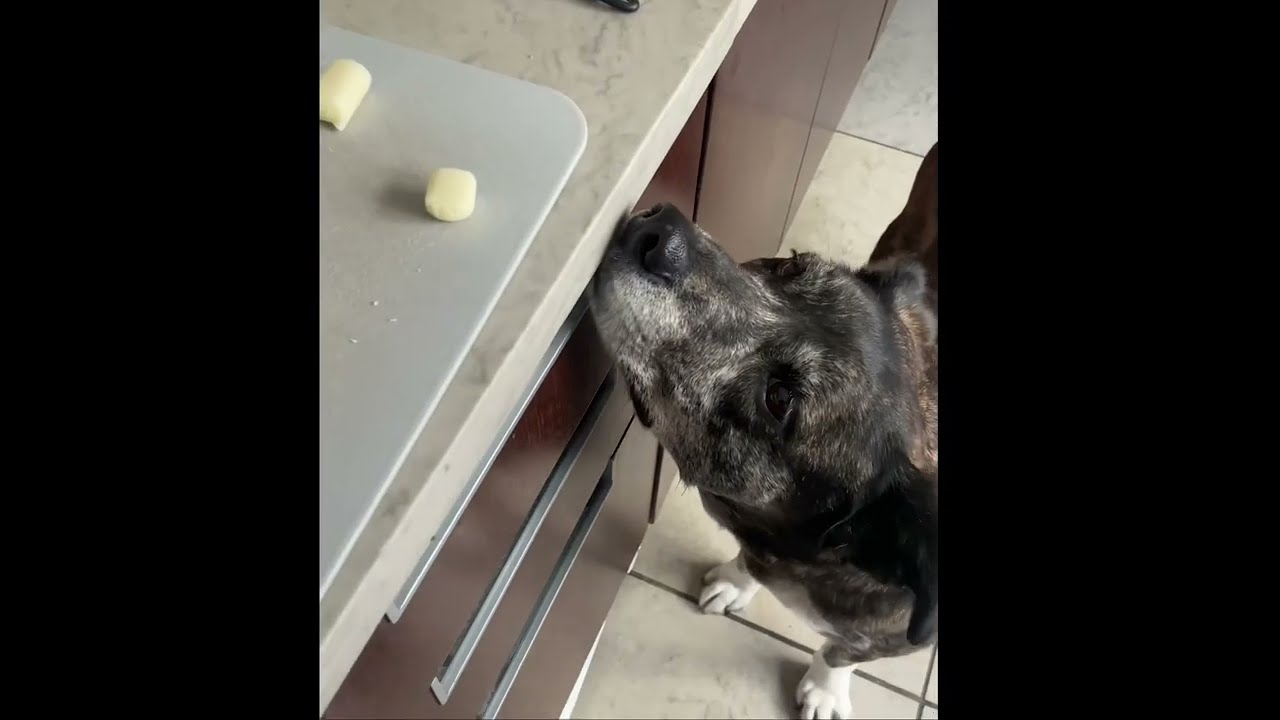 The cheese tax but with my dog