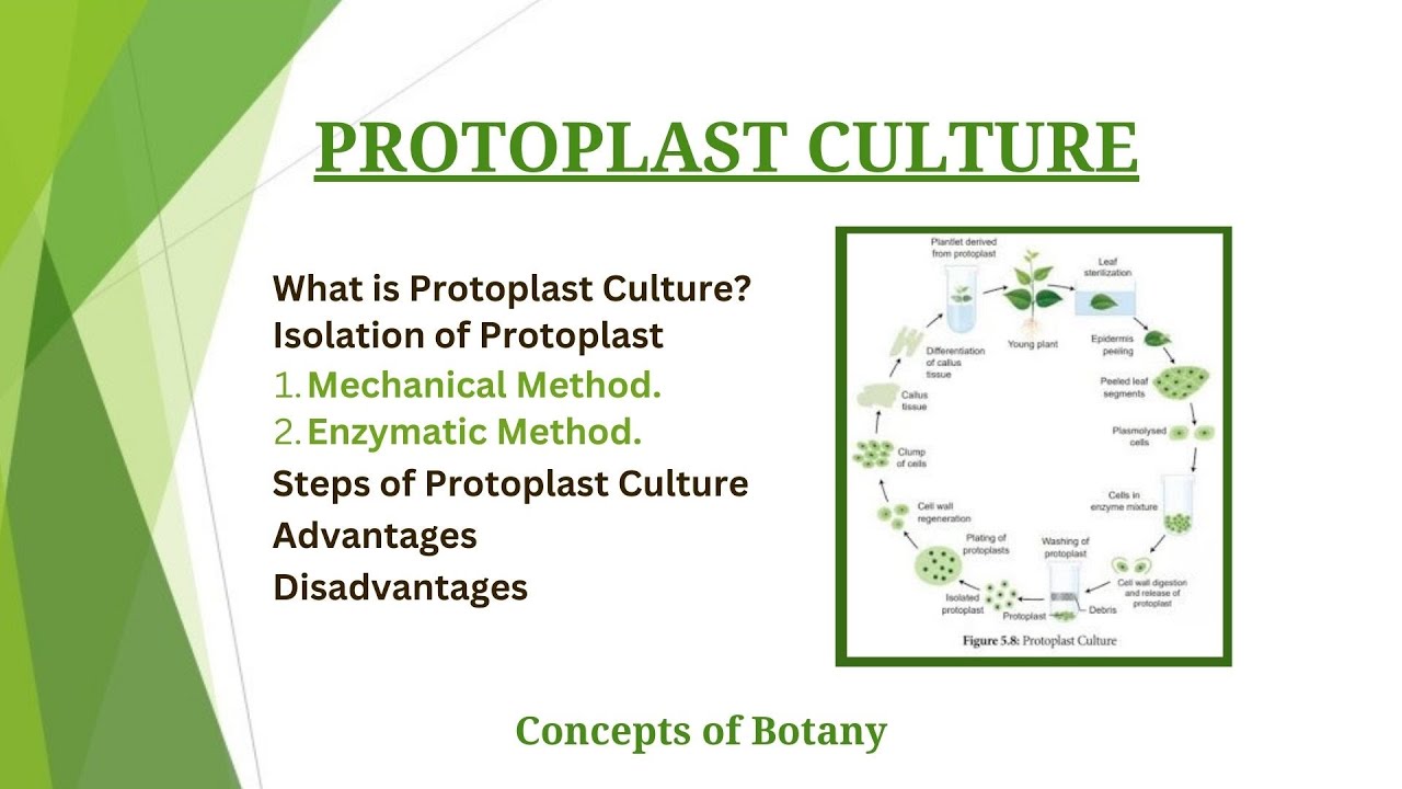 Protoplast Culture| Isolation and Culture Method| Hindi/Urdu| Plant Tissue Culture| Botany