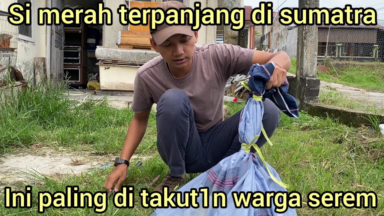 WUJUD ASLI SI MER4H BERBAHAY4 TERPANJANG DI SUMATRA YANG TERTANGK4P BUSET GAL4K BANGET