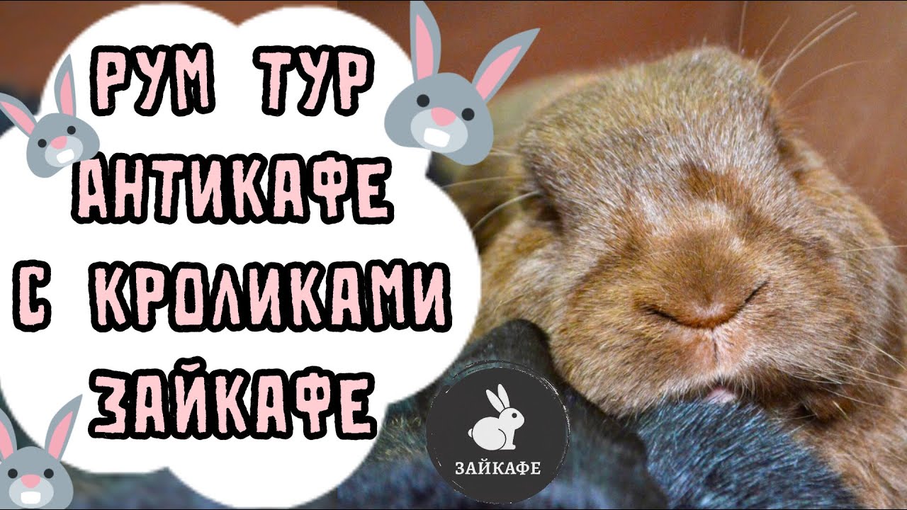 РУМТУР АНТИКАФЕ С КРОЛИКАМИ ЗАЙКАФЕ | ОБЗОР АНТИКАФЕ С КРОЛИКАМИ ЗАЙКАФЕ
