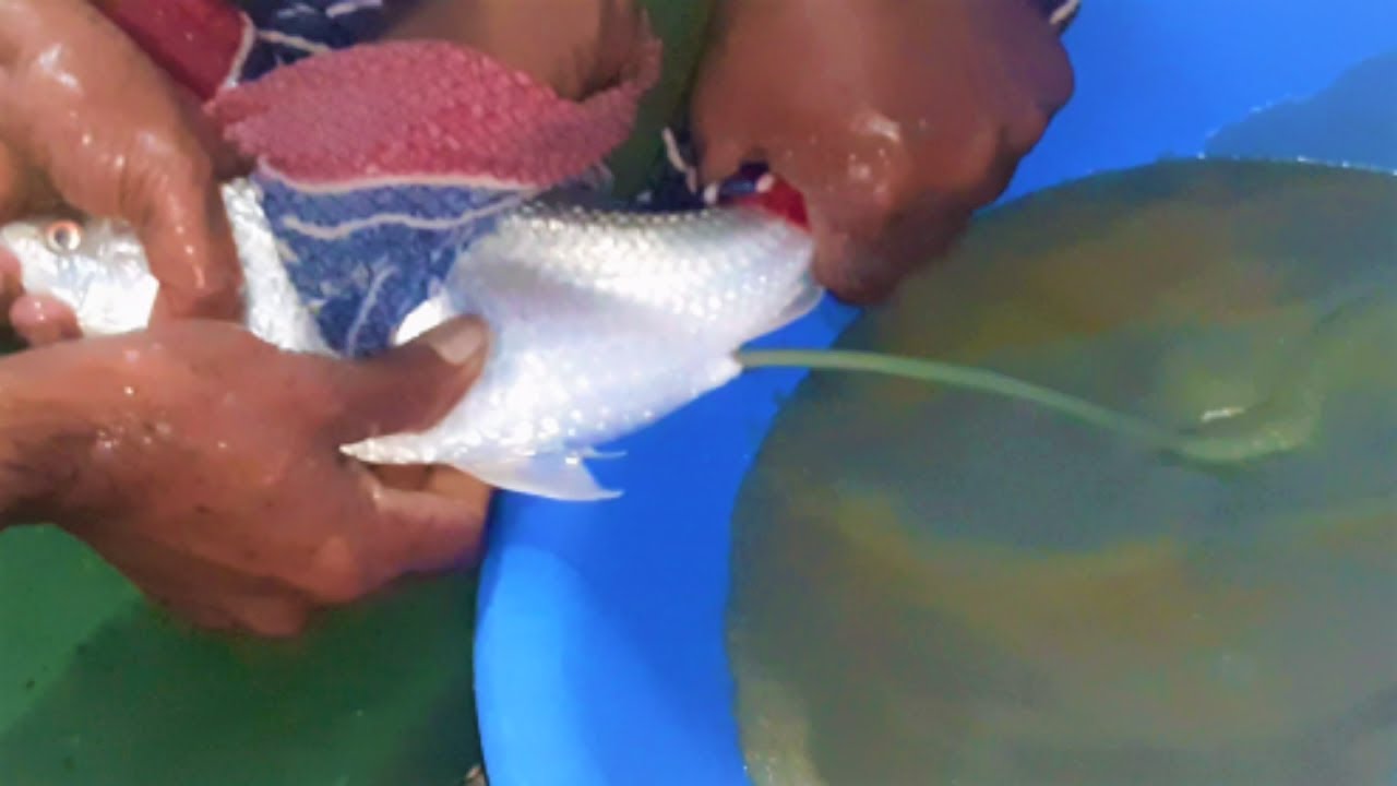 Fish hatchery | breeding fish - Bata Breeding | Рыба видео😝😝