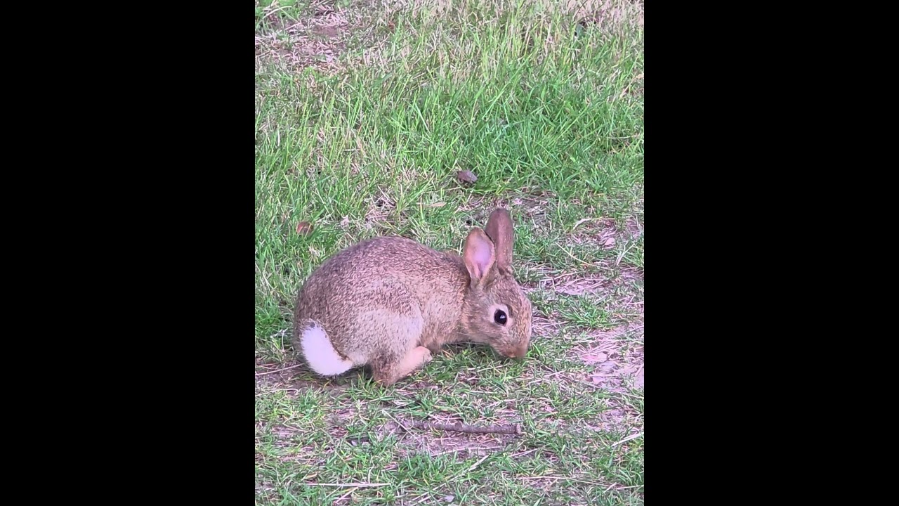 SMALL RABBIT