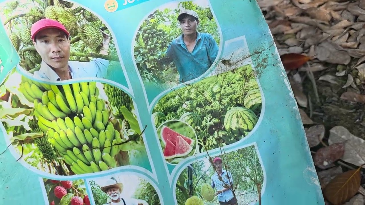 Vườn Mít 11 Tháng Bị Vàng Rụng Lá Bất Thường,Cách Sử Lí.Lh:0949777827 Vĩnh