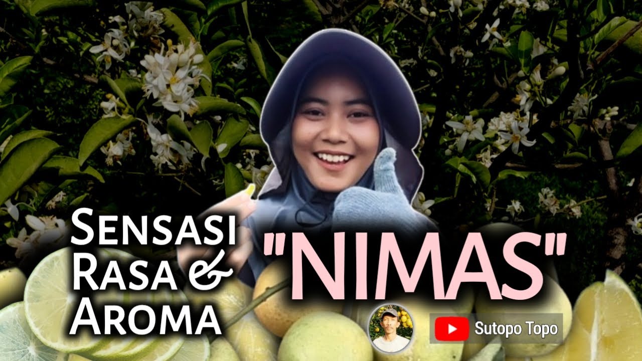 JERUK INI COCOK UNTUK PASAR MODERN & AGROWISATA, NIMAS AGRIHORTI
