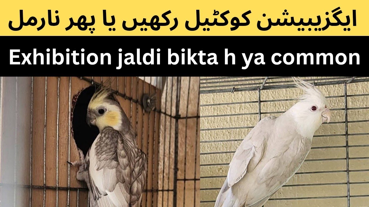 exhibition cockatiels jaldi bikta h ya normal cockatiels?