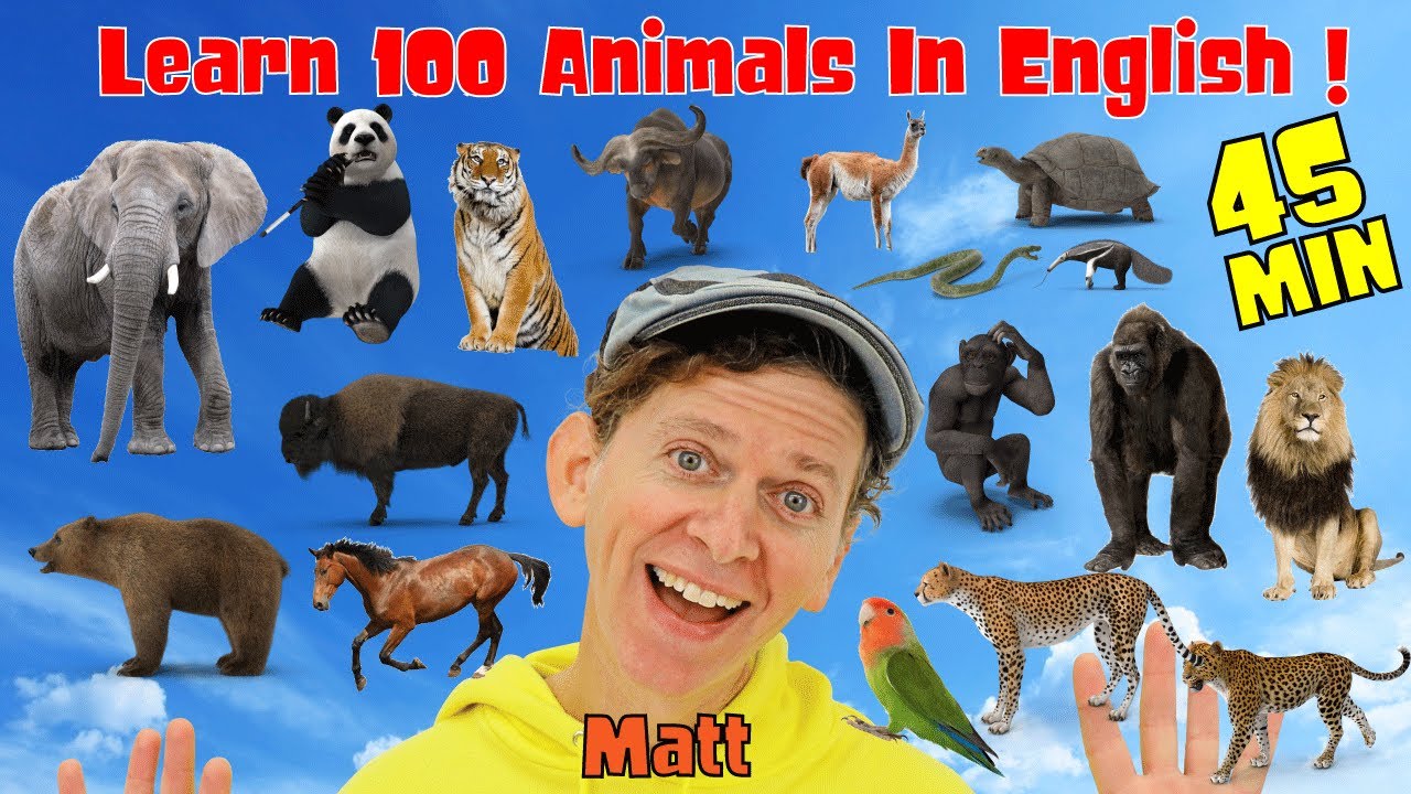 100 Animals in English | What Do You See? Songs Wild Animals | Dream English Kids