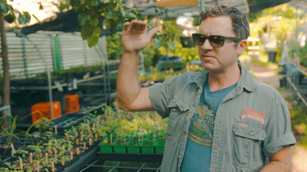 Urban Naturalist Summer 2019