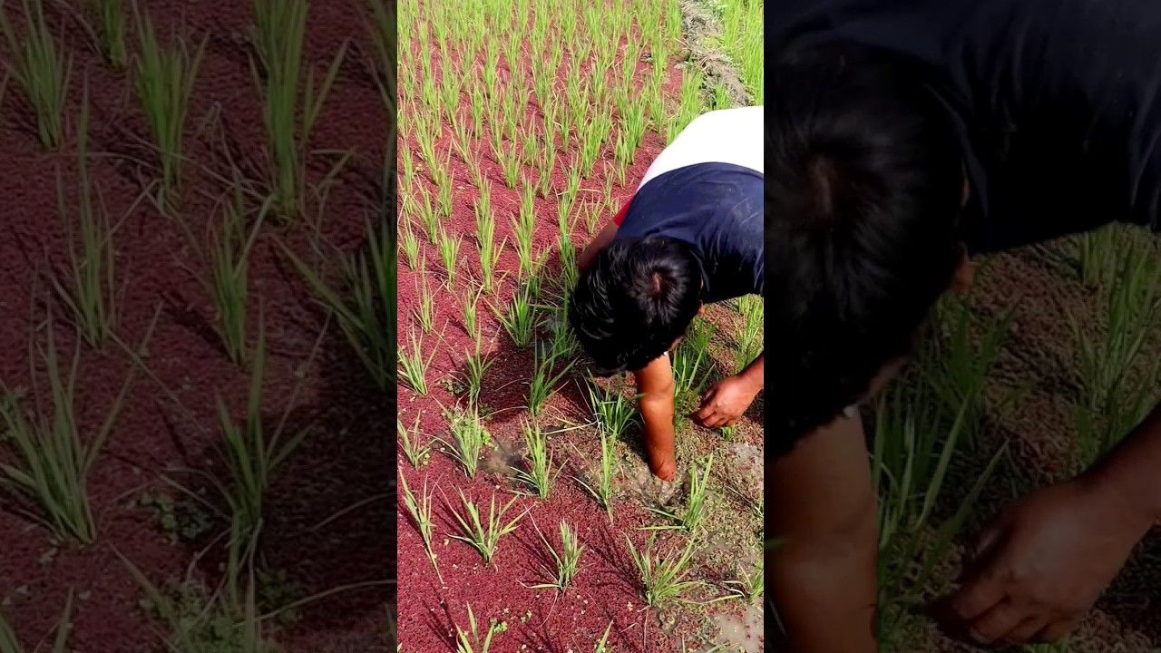 Proper Use of Azolla in Paddy Field #shorts