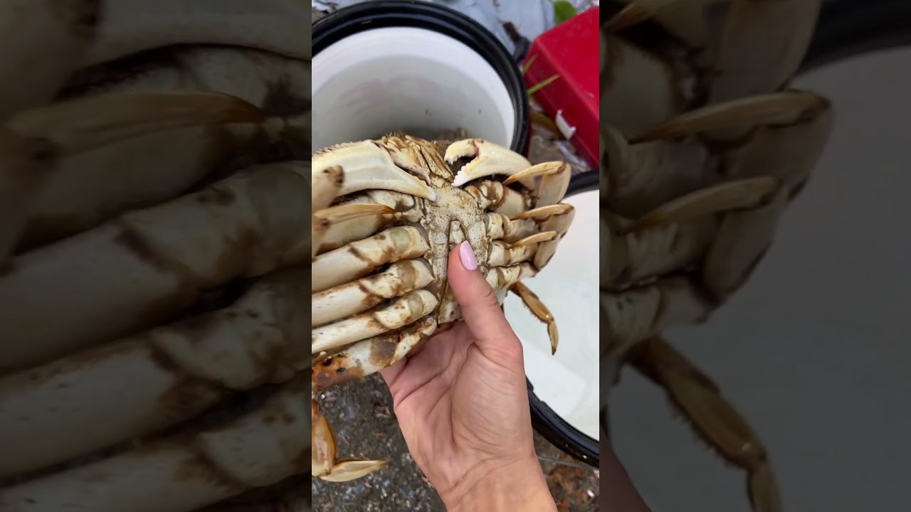 How To Cook Crab - The easiest and best way! #crabbing #crab #crabrecipe