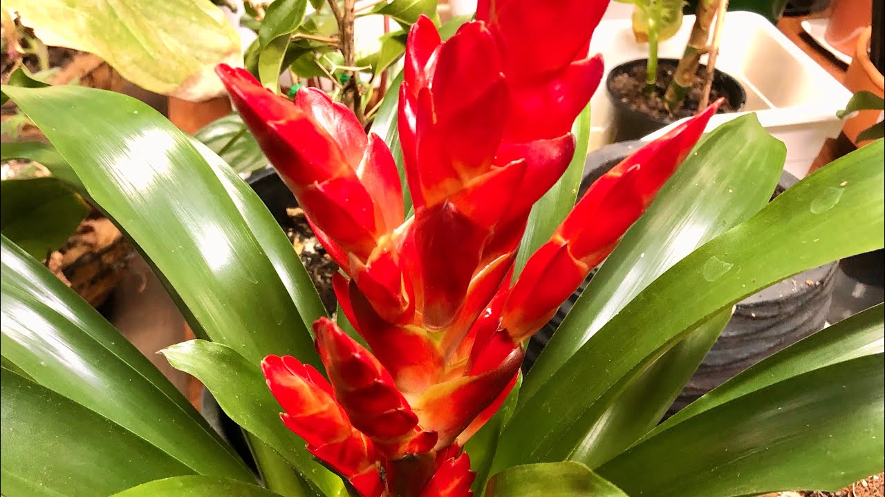 GUZMANYA Tillandsia BAKIMI-BÜTÜN PÜF NOKTALARI ve hiç duymadığınız detaylar!!