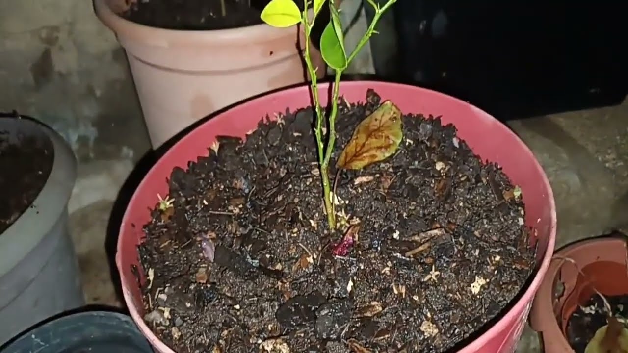 Regando Las Plantas De Noche.