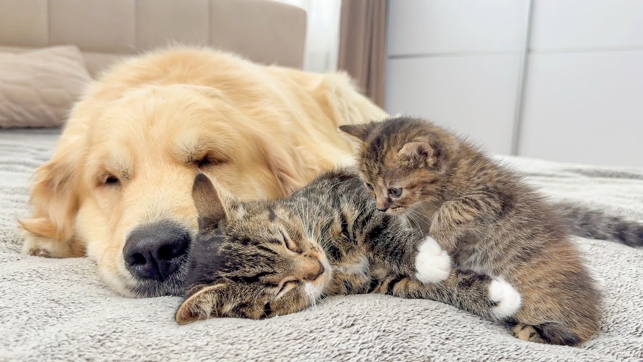 All Kittens Love Sleeping with This Gentle Dog &ndash; Heart-Melting Moments!