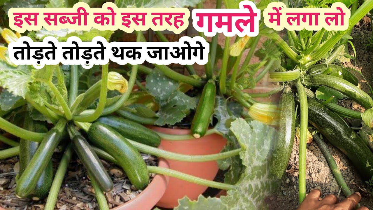 गमले में जुकिनी फल पाने का सीक्रेट / How To Grow Juchhini In Pot (with update) छप्पन कद्दू