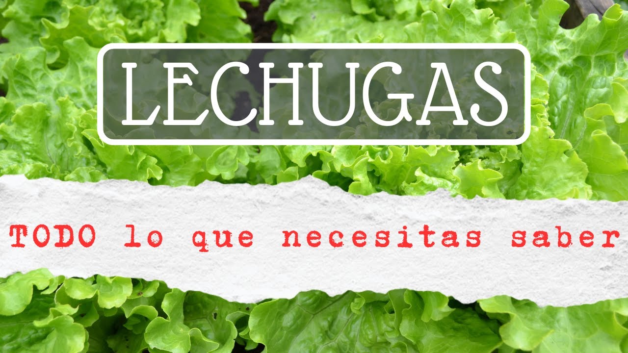 TODO sobre las LECHUGAS🥬