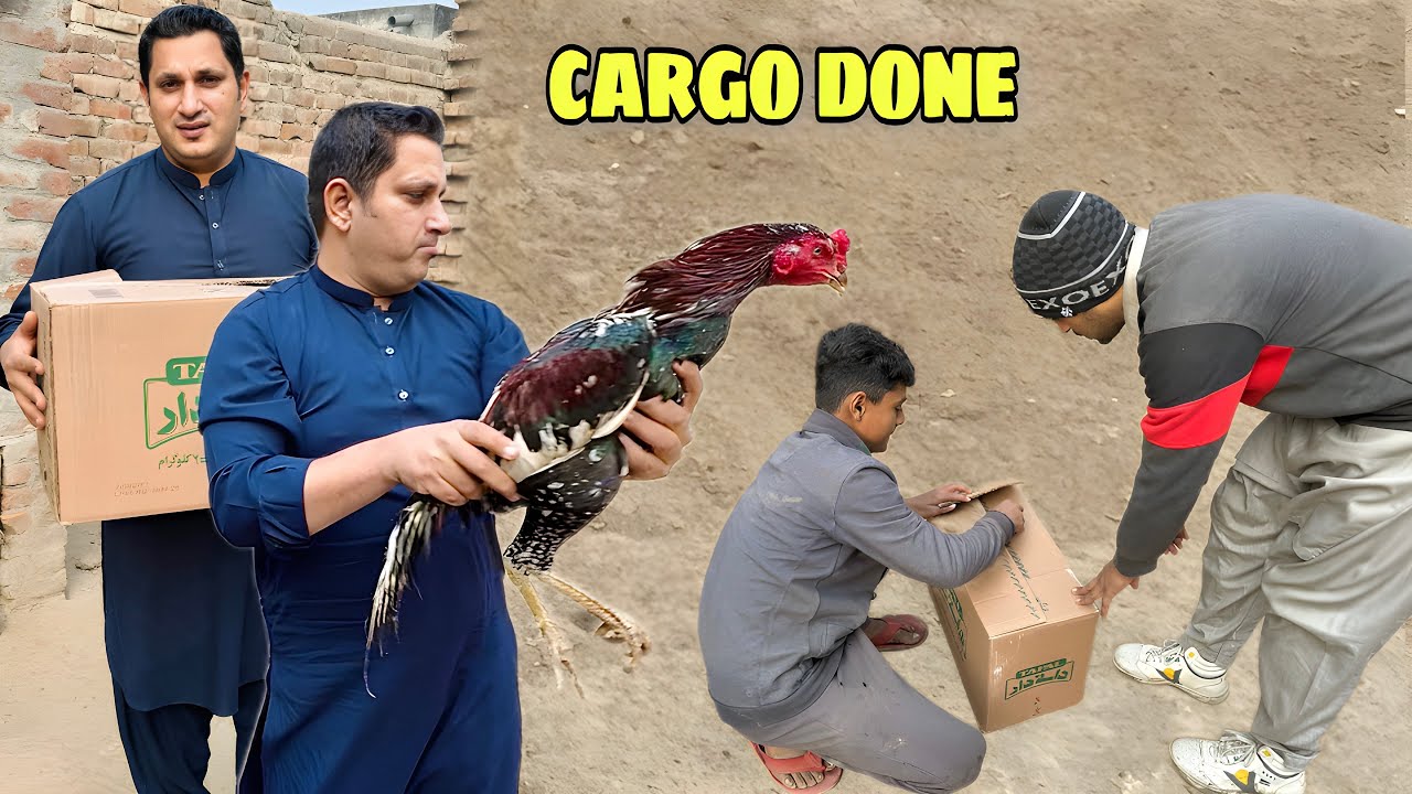 Sending aseel pair to Bahawalpur