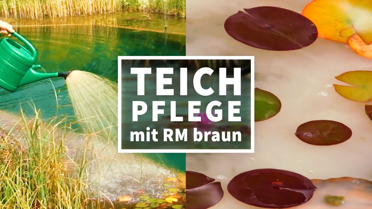 Probiotische Teichbehandlung für einen algenfreien Teich