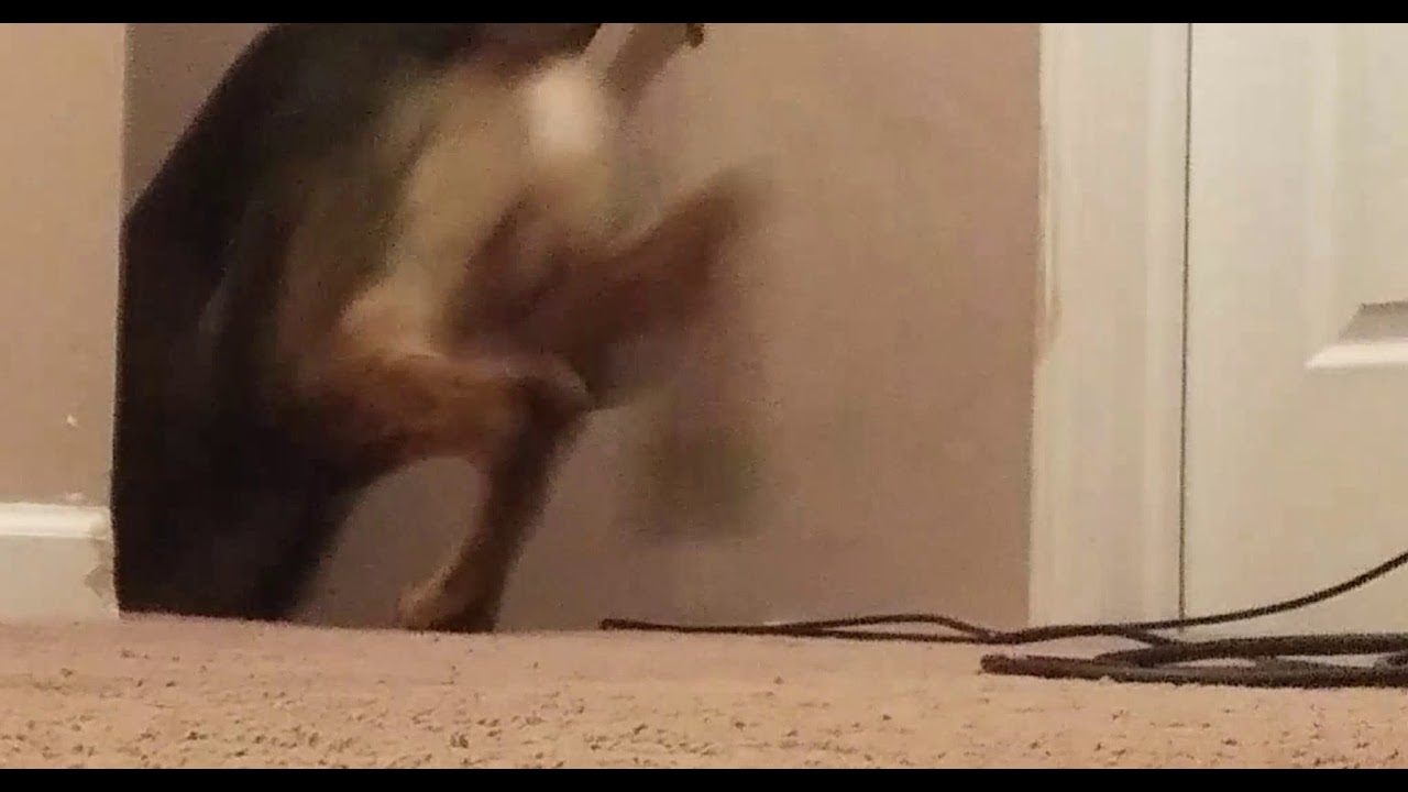 My Dog Learned To Kick His Own Ball