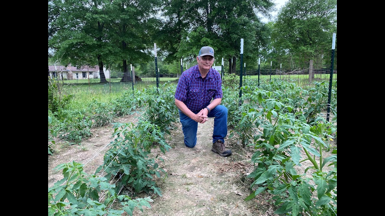 Planting beans and looking at fast growing tomatoes for any insect damage.
