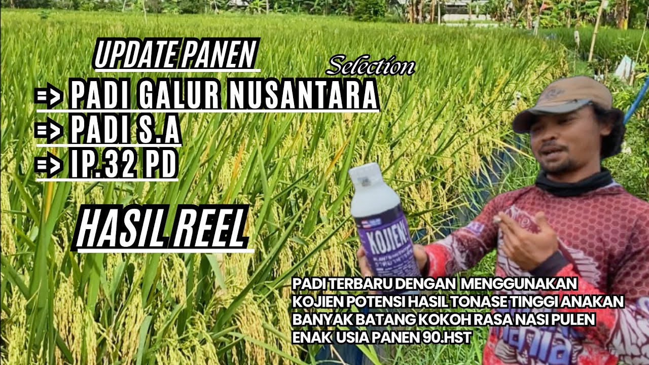 HASIL REEL PANEN PADI NUSANTARA SELECTION, PADI S.A  PADI IP32.PD