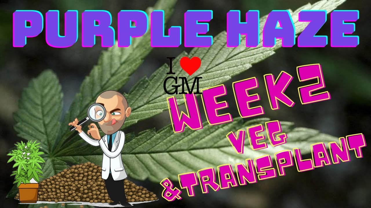 Growing Marijuana -Transplanting week 2 of Veg