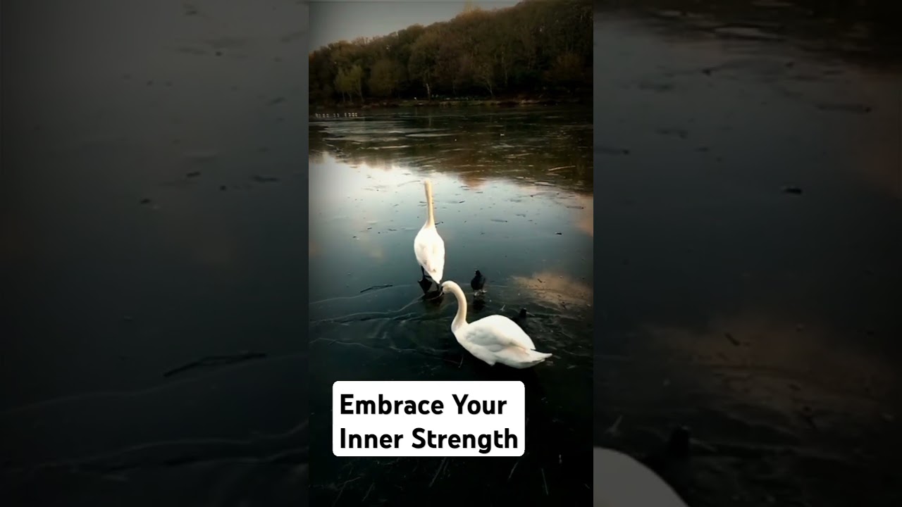 Motivation shorts of Motivational Message Inspired by the Graceful Swan