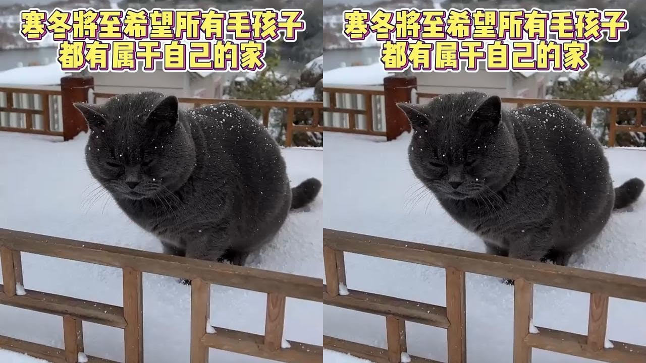 寒冬已至，给院里的猫咪用纸壳做个保暖的窝 #我和流浪猫的故事  #流浪猫 