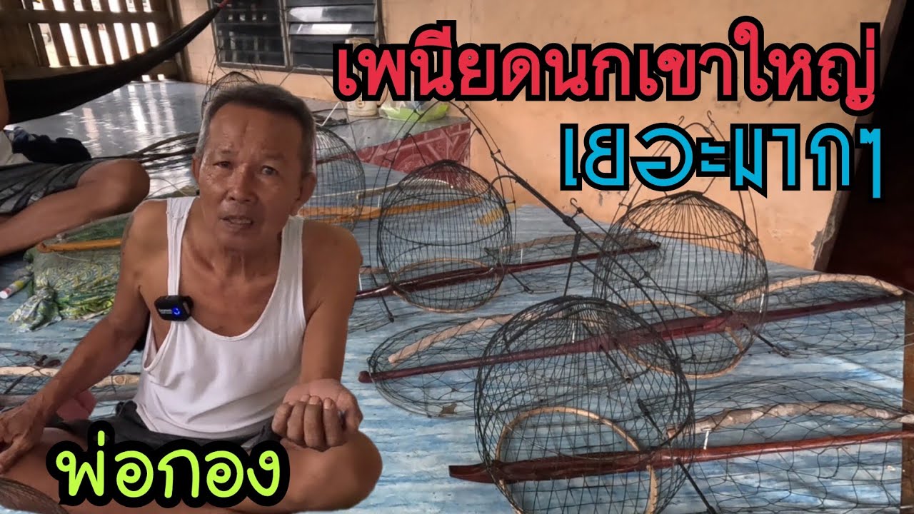 เยอะมากๆ…เพนียดนกเขาใหญ่