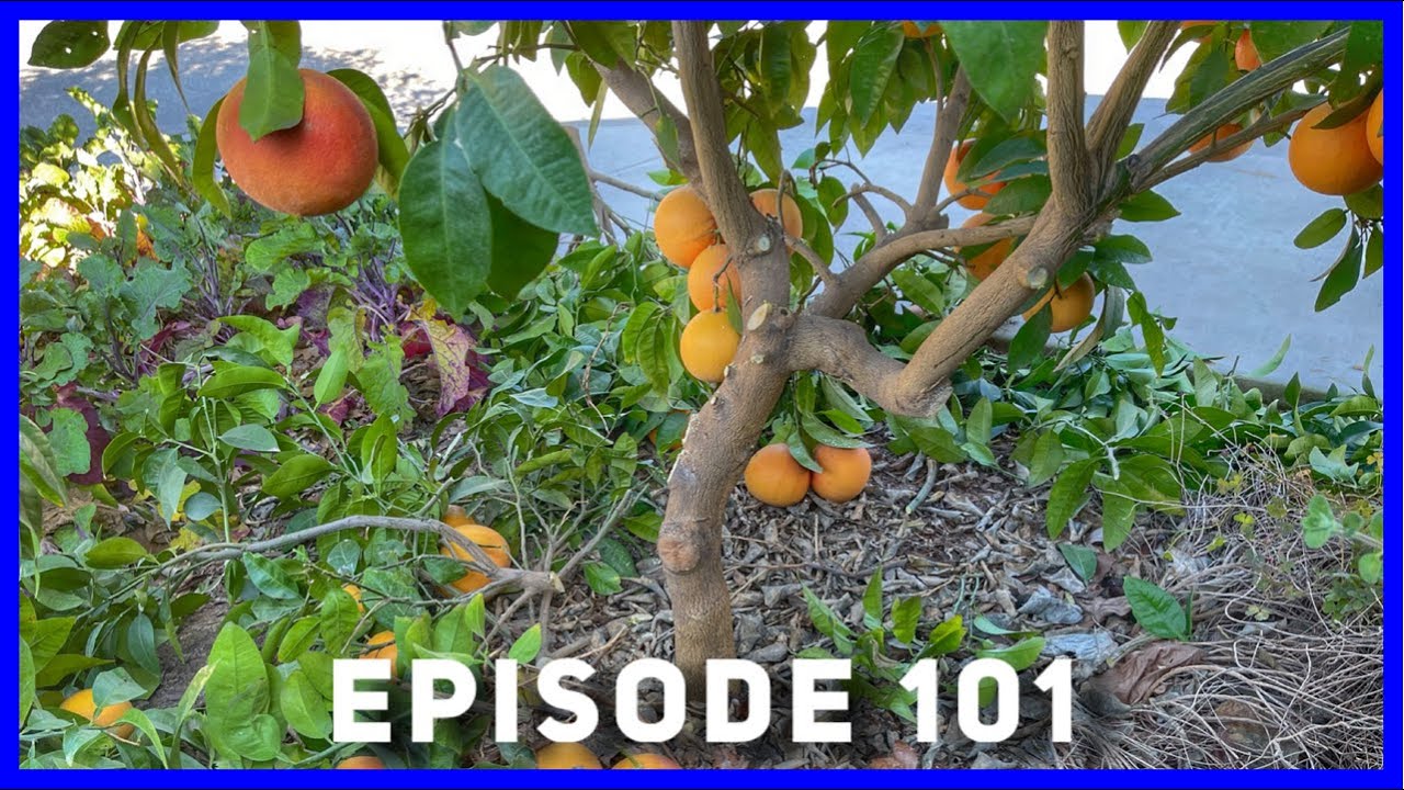 Rio Red Grapefruit Fruit & Pruning Update (Ep. 101)