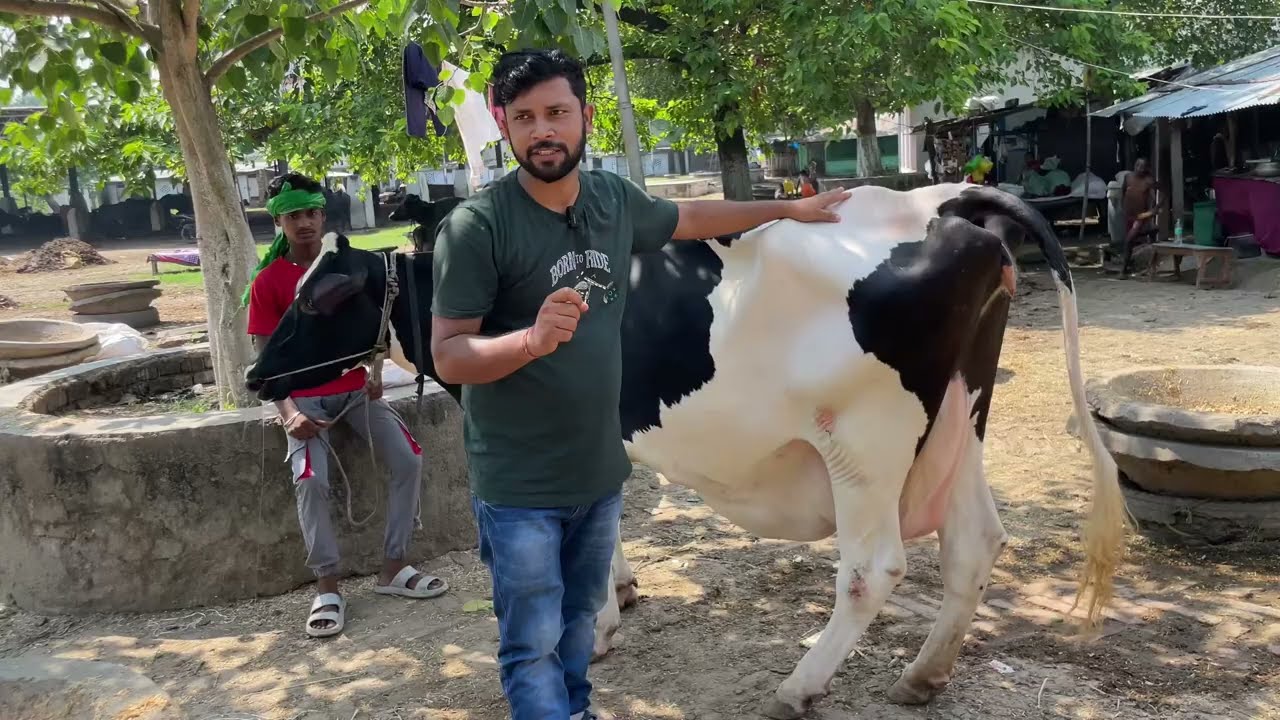 बिहार का सबसे बड़ा मंडी गाय भैंस की सबसे बड़ी मंडी मानसी मंडी  