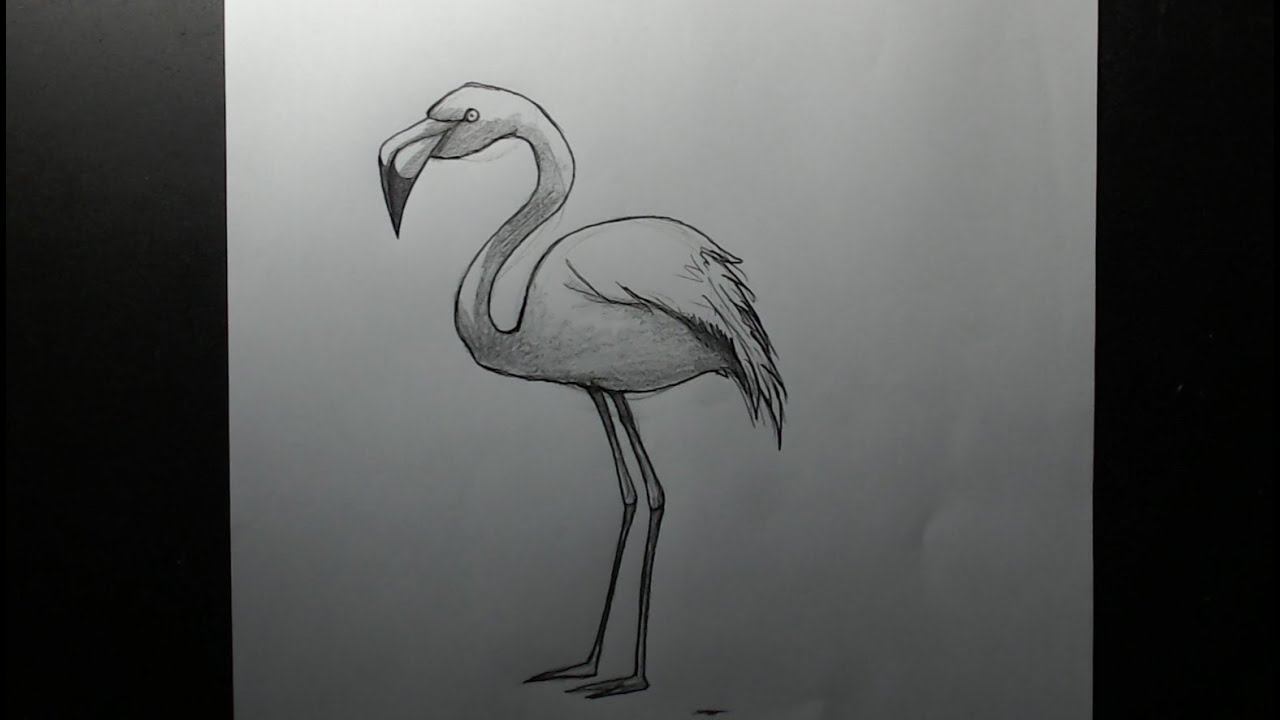 Como desenhar Flamingo passo a passo
