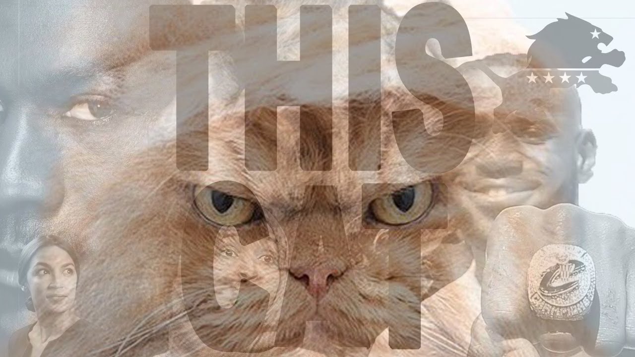 This Cat