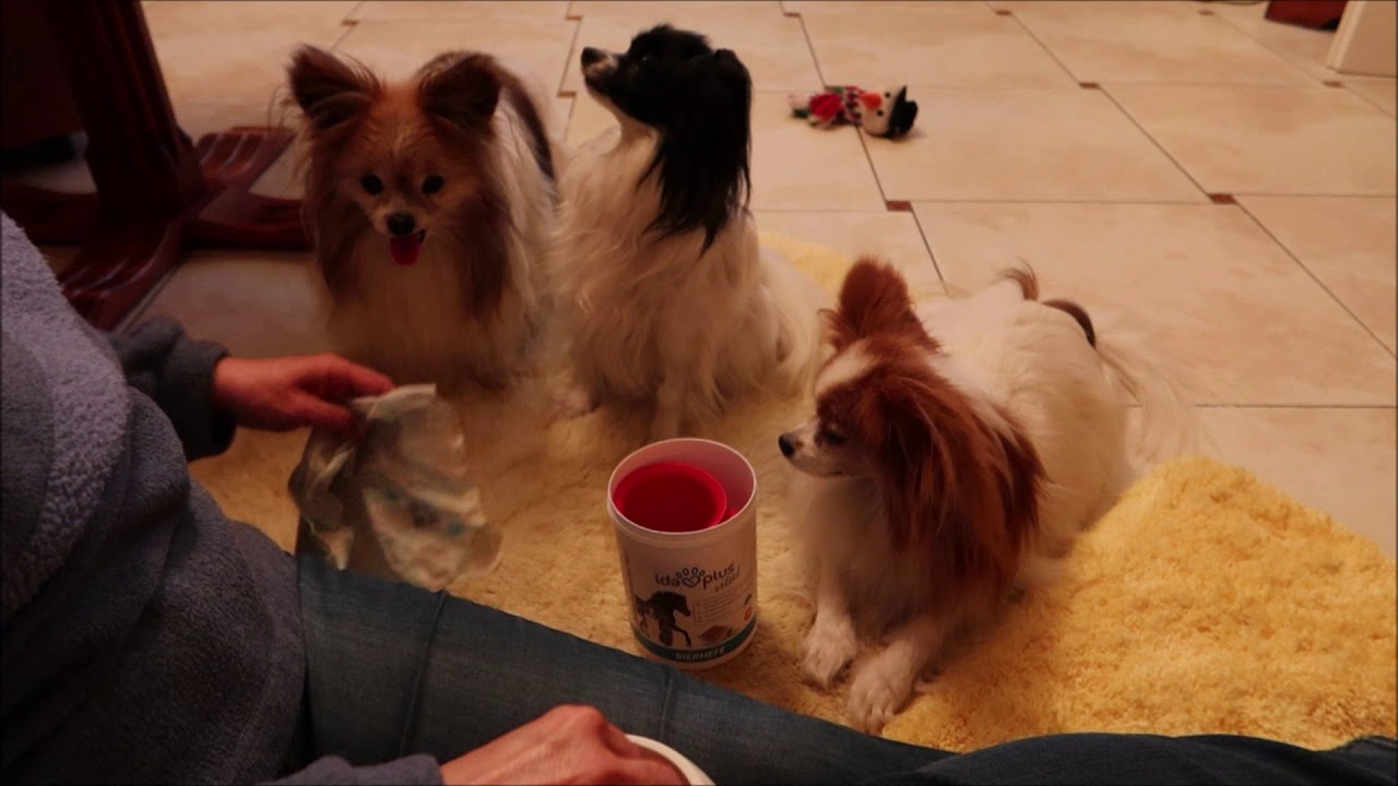 Papillons at 