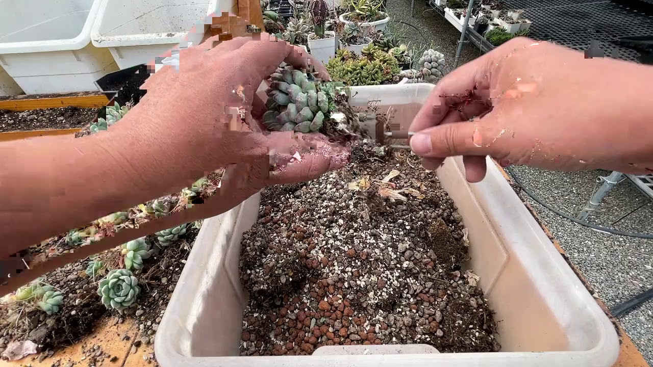 【 MC多肉園 】新年前準備多肉換盆與清根工具  莫忘初衷 必修課多肉植物 MC Succulent plant Vlog