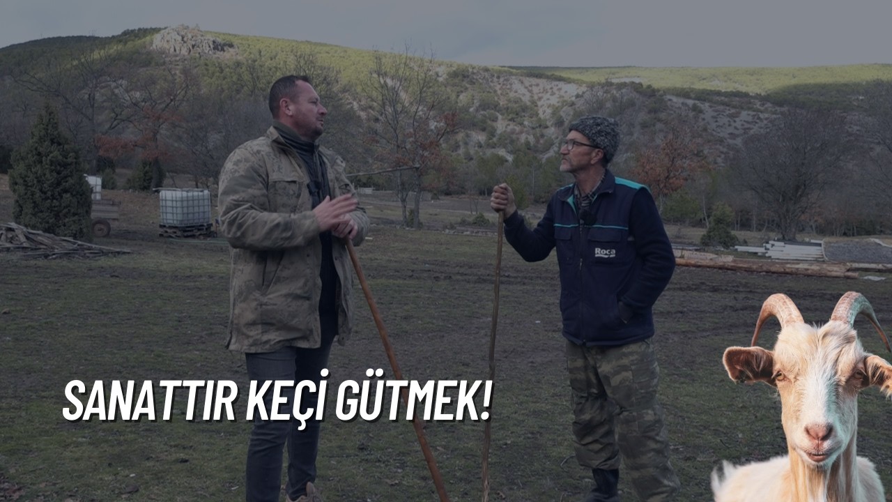 SANATTIR KEÇİ GÜTMEK - BİLECİK I ÇOBAN DÜNYASI