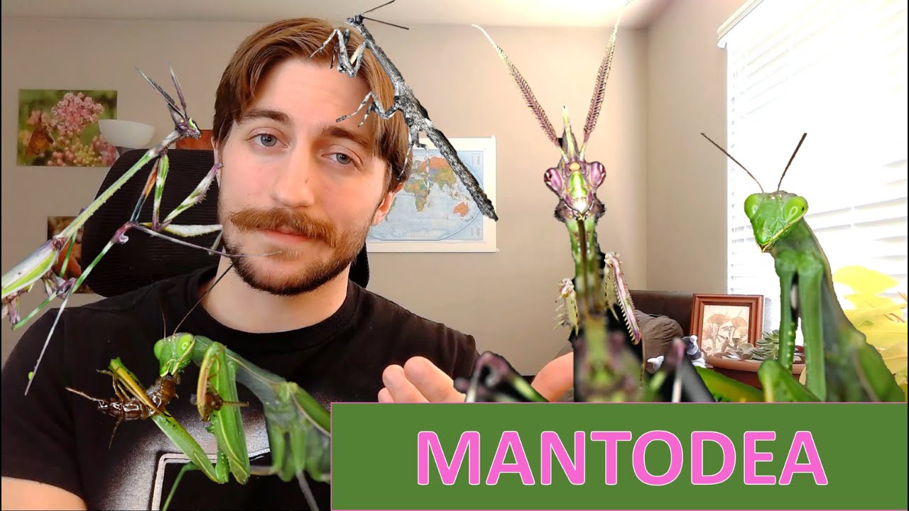 Mantodea: The Mantids - Order Spotlight