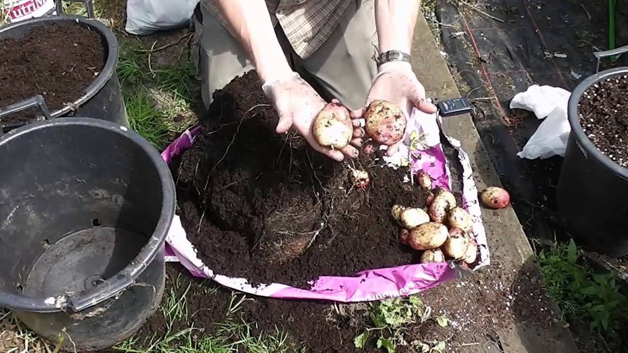 Allotment Diary : Harvesting the King Edward & Golden Wonder container grown potatoes