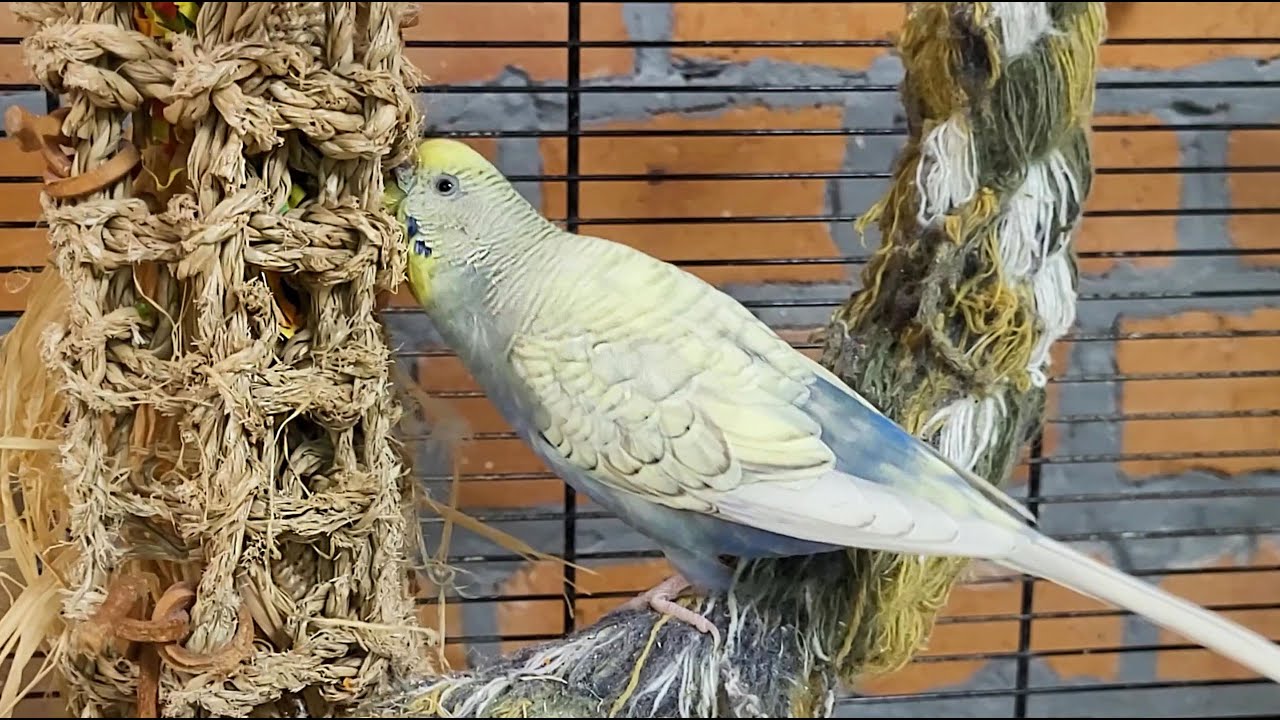 7 hours budgie parakeet sounds for relaxation