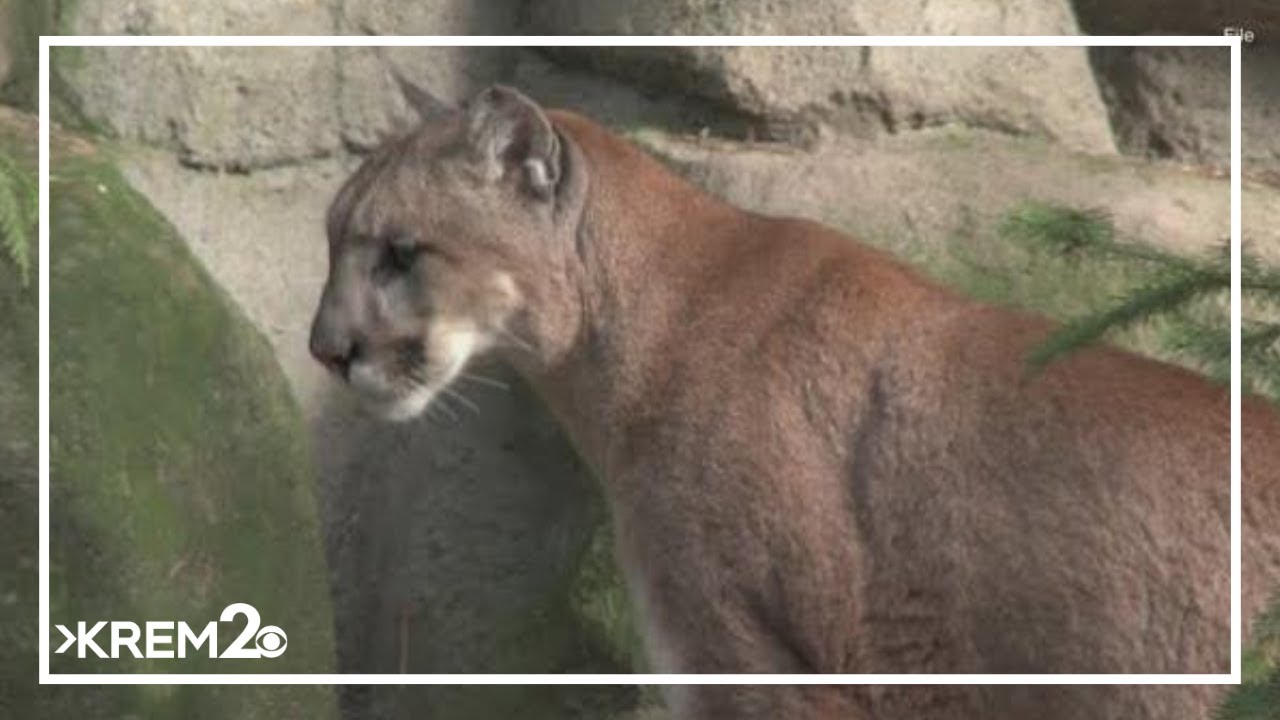 Mountain lion sightings have been reported to the Bonners Ferry Police Department