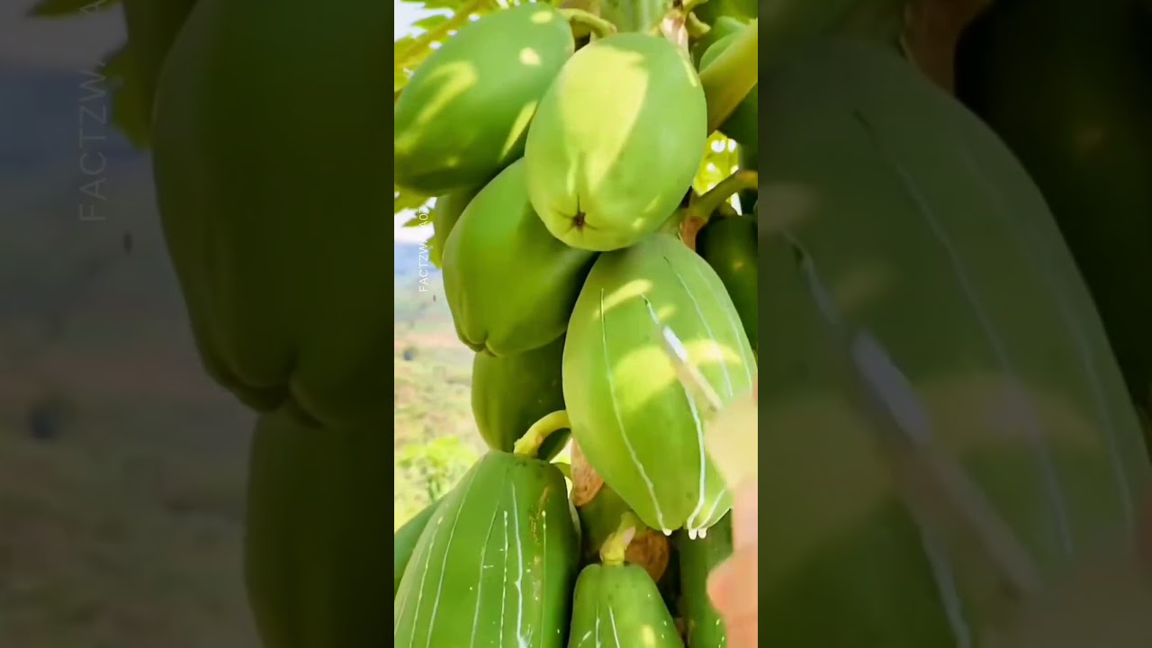 Why They Are Harvesting Papaya Milk?  #farming #villagelife #shorts
